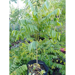Cây giống Khế Tàu (Khế Tây)( CÂY GIỐNG ĐỨC MẠNH)