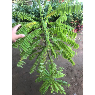 Cây giống Khế Tàu (Khế Tây)( CÂY GIỐNG ĐỨC MẠNH)
