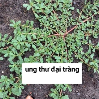 (1kg)Cây Rau sam mọc tự nhiên