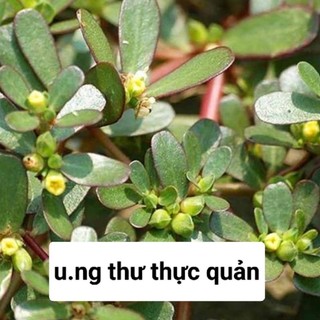 Cây Rau sam mọc tự nhiên