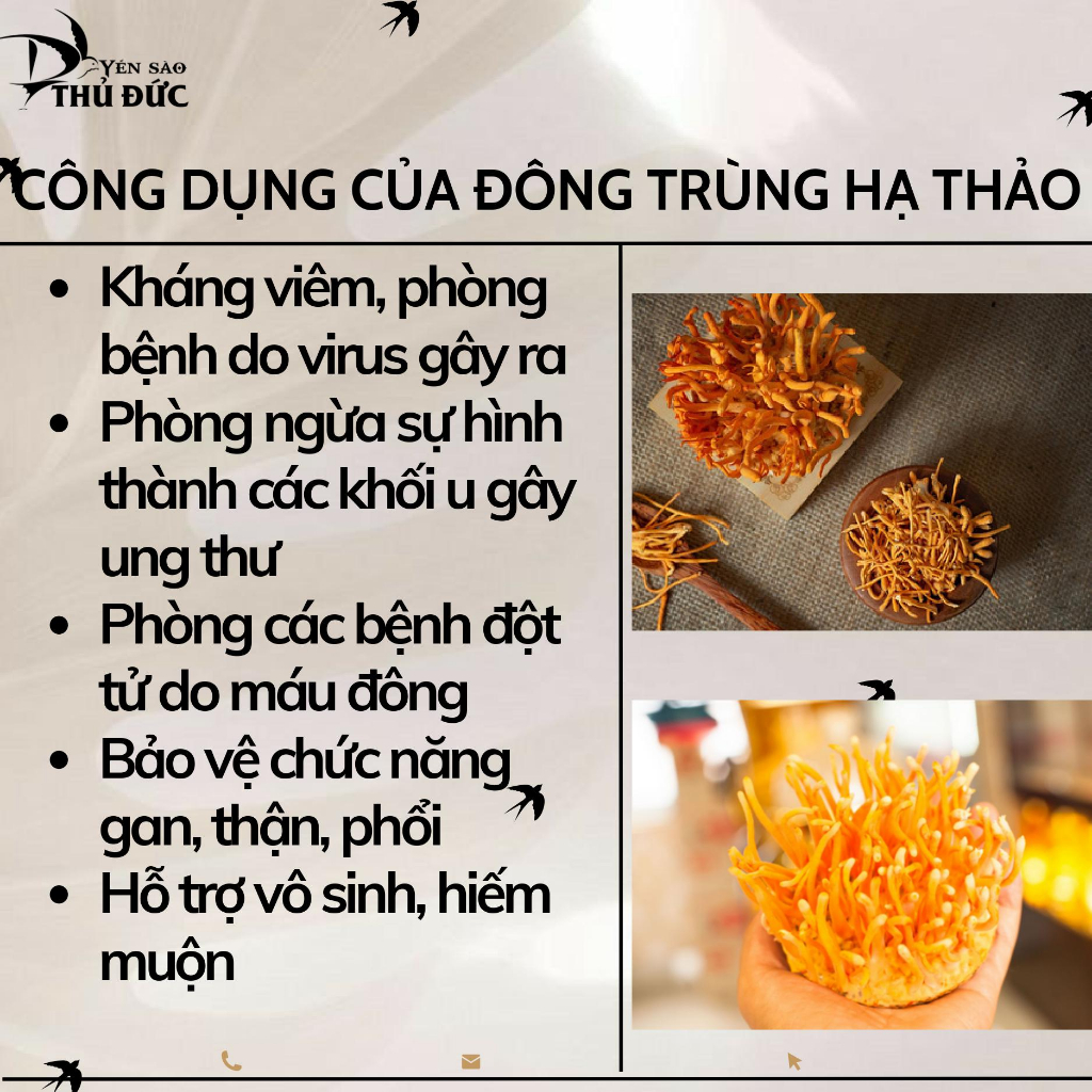 Đông Trùng Hạ Thảo Loại 1 Sấy Thăng Hoa loại 10 gram