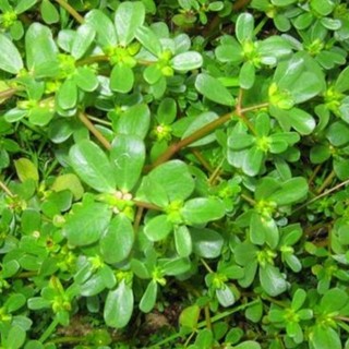(1kg)Cây Rau sam mọc tự nhiên