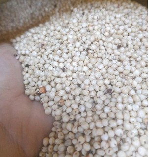 Hạt bo bo trắng Úc 1kg