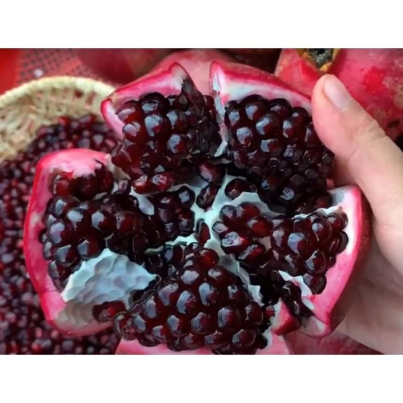 Cây Lựu Tím Nga