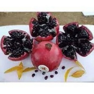 Cây Lựu Tím Nga