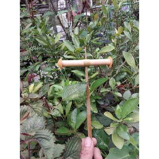 Sáo diều d10
