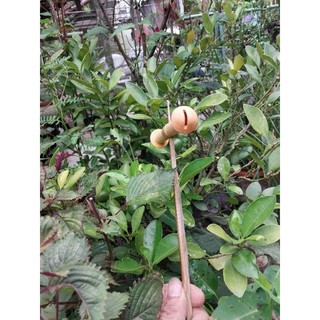 sáo diều D10