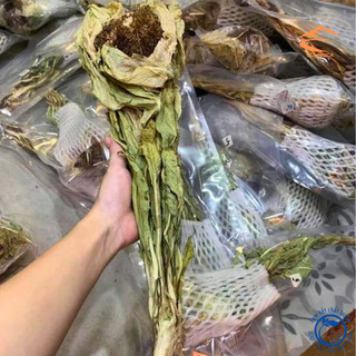 Thiên sơn tuyết liên hoa, hoa sen tuyết Tây Tạng khô . Hoa tuyết liên sơn giúp bồi bổ sinh lực