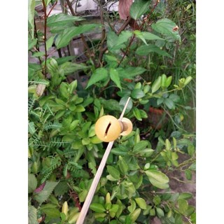 sáo diều D12