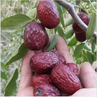 Táo đỏ Tân Cương - size trung 1kg