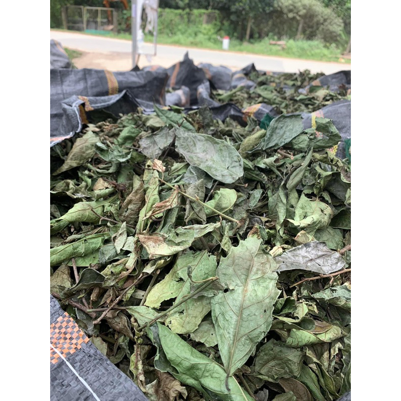 Cao Xạ đen-Bán chi liên-Bạch hoa xà  tiêu u hạch