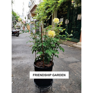 [Friendship Garden] Chậu chuyên trồng hồng các size ( mua 10 chậu bất kì tặng 1 chậu bạc hà âu euro mint )