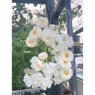 [Friendship Garden] Chậu chuyên trồng hồng các size ( mua 10 chậu bất kì tặng 1 chậu bạc hà âu euro mint )