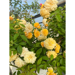 [Friendship Garden] Chậu chuyên trồng hồng các size ( mua 10 chậu bất kì tặng 1 chậu bạc hà âu euro mint )