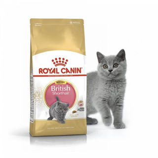 [petto house gò vấp] Thức ăn cho mèo con Royal Canin British Shorthair kitten 2kg hạt khô sản xuất tại pháp cho mèo anh
