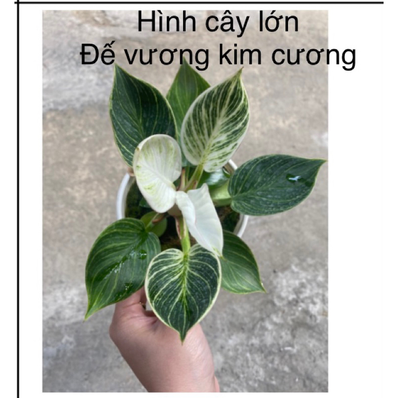 Cây Đế cương kim cương/ Kiểng lá/ cây trong nhà