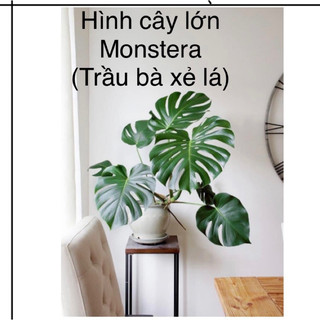Cây Monstera / Kiểng lá/ cây trong nhà