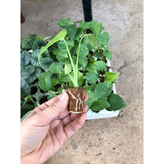 Cây Monstera (trầu bà xẻ lá)/ Kiểng lá/ cây trong nhà