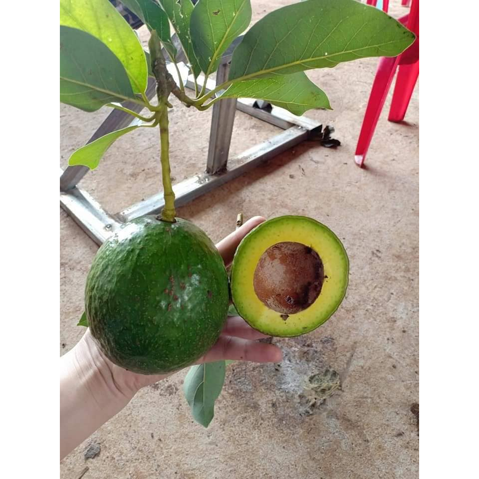 Bơ booth dẻo ngon , không sơ chỉ  1kg