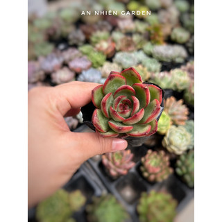 ✅sen đá ếch lửa size bầu kt 5-7cm✅ xuất xứ đà lạt, khoẻ đẹp,lỗi 1 đổi 1