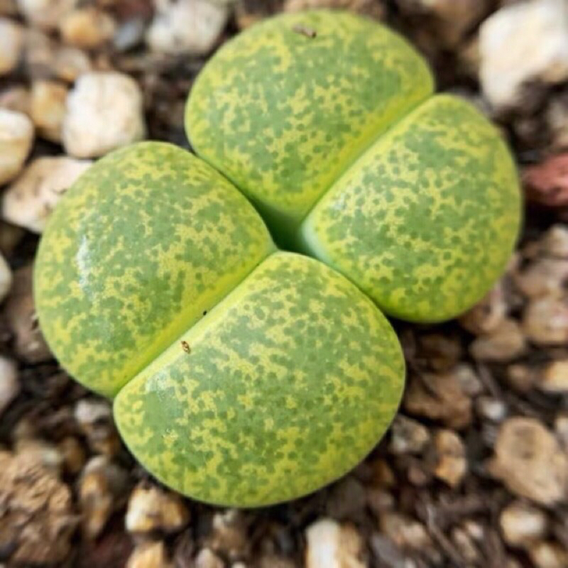 Sen Đá Thạch Lan Size Khủng 3,5-5cm Cây Đôi Xanh Lá, Lithops, Sen Mông