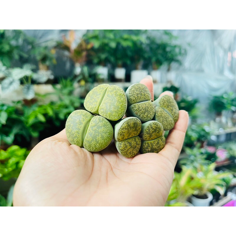 Sen Đá Thạch Lan Size Khủng 3,5-5cm Cây Đôi Xanh Lá, Lithops, Sen Mông