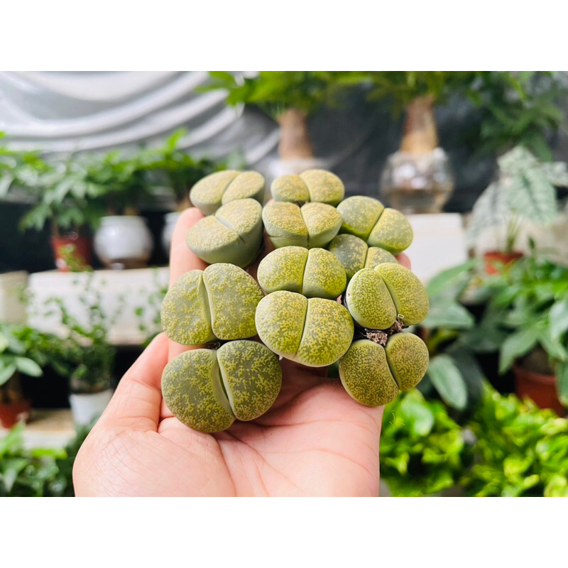 Sen Đá Thạch Lan Size Khủng 3,5-5cm Cây Đôi Xanh Lá, Lithops, Sen Mông