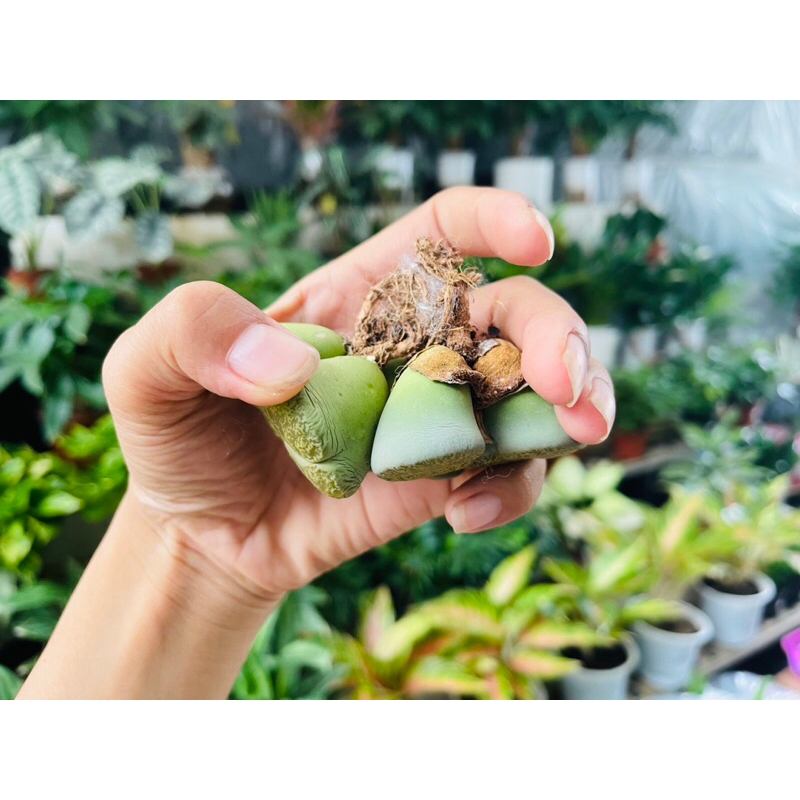 Sen Đá Thạch Lan Size Khủng 3,5-5cm Cây Đôi Xanh Lá, Lithops, Sen Mông