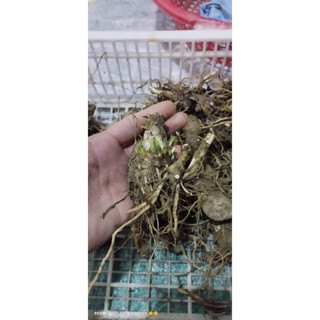 Củ huệ kép nhiều màu