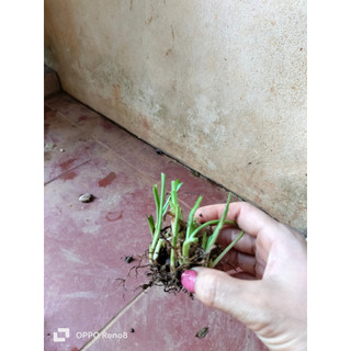 củ huệ kép  nhiều màu