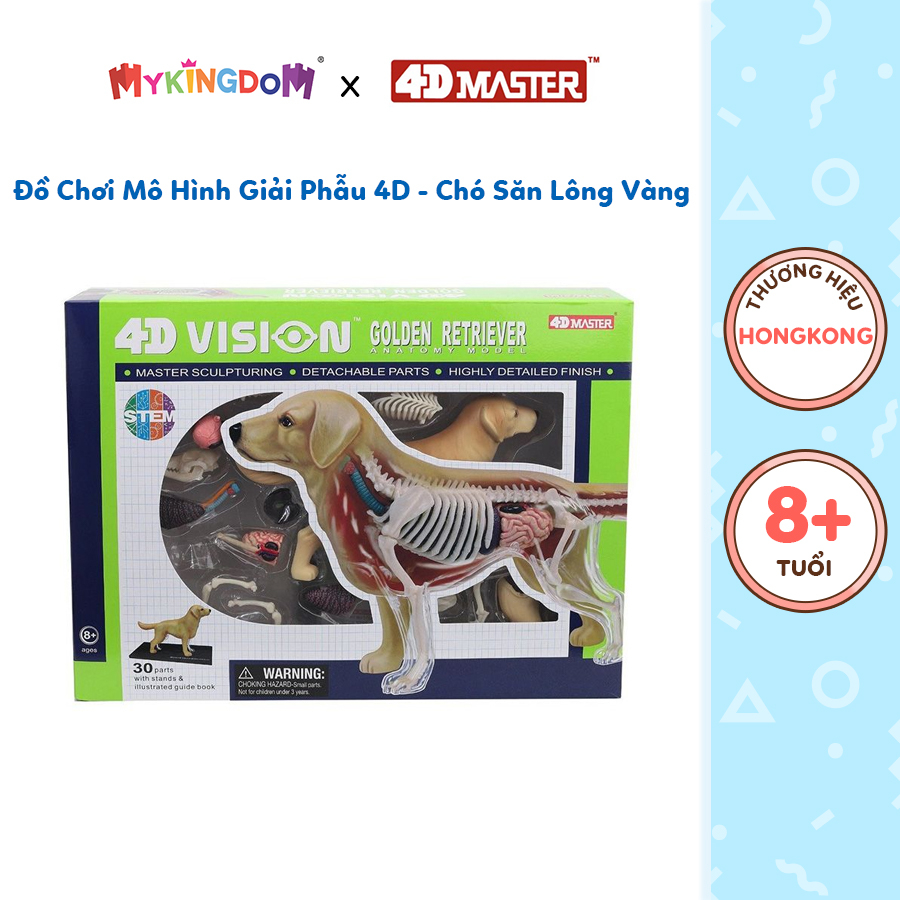 Đồ Chơi Mô Hình Giải Phẫu 4D - Chó Săn Lông Vàng Steam 622007 STEAM 622007