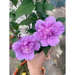 hoa dâm bụt thái