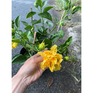 Hoa dâm bụt thái