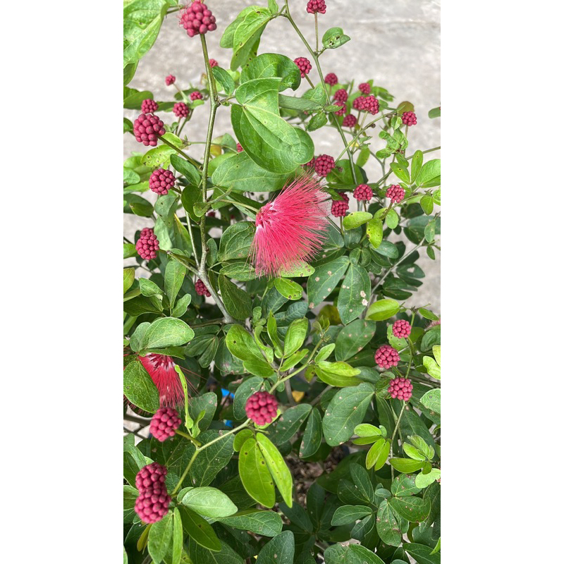 hoa điệp lào