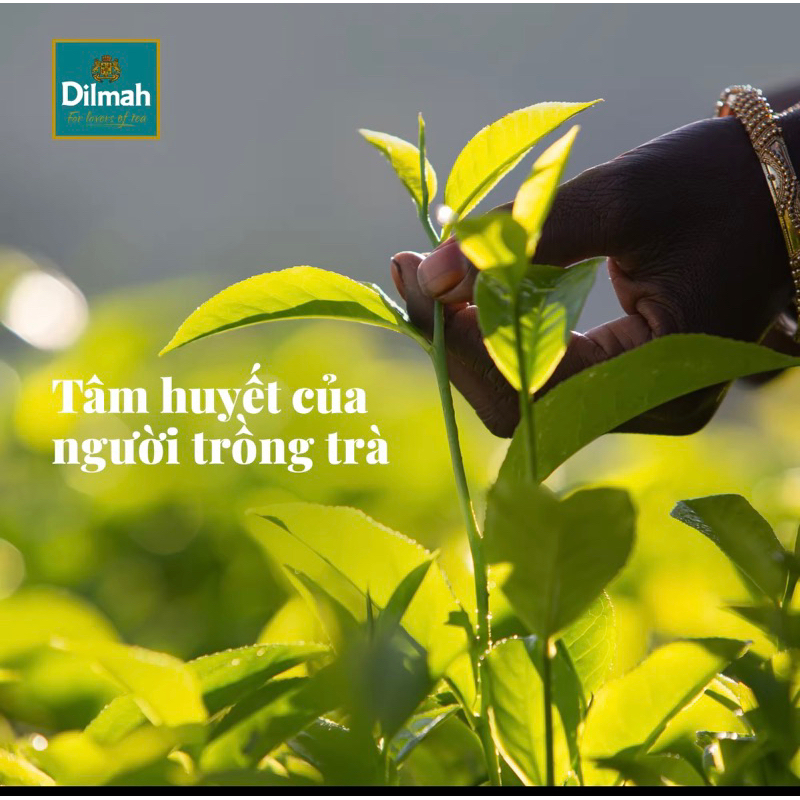 TRÀ DÂU DILMAH