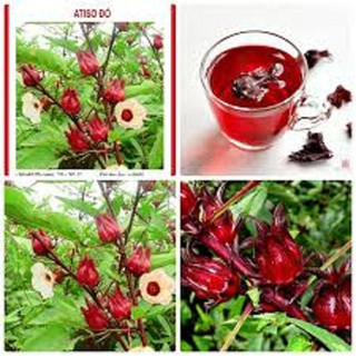Hạt giống atiso đỏ dể trồng-gói 10 hạt