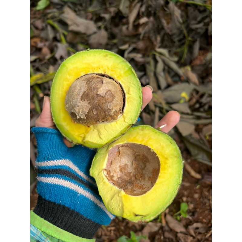 Bơ booth béo dẻo cơm vàng