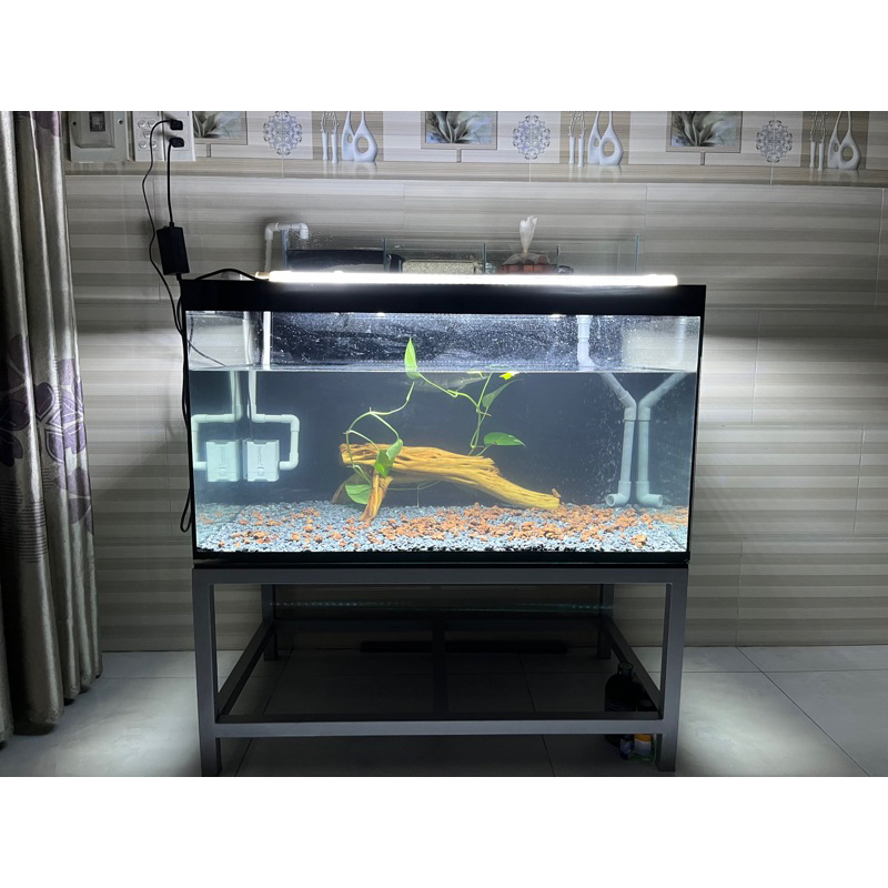 Bộ hồ 90x50x50 cm nuôi cá lóc cảnh