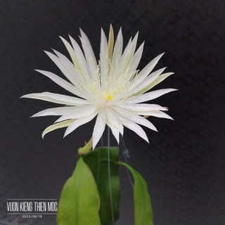 Quỳnh Hookeri
