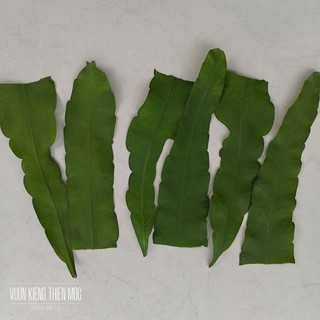 Quỳnh Hookeri