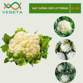 Hạt giống súp lơ trắng 0.1gr - vegetashop - hạt giống nảy mầm tốt, năng suất cao