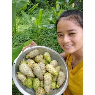 Trái nhàu mật ong