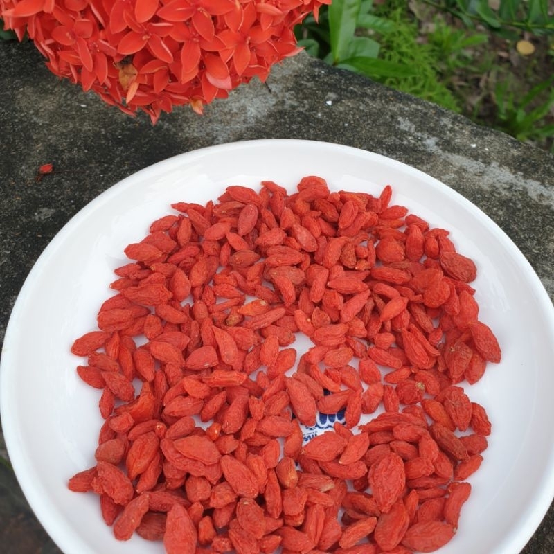 kỷ tử ninh hạ