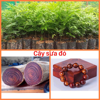 Cây giống gỗ sưa đỏ giá trị cao, cây sưa đỏ gieo hạt f1