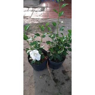 hoa dâm bụt thái