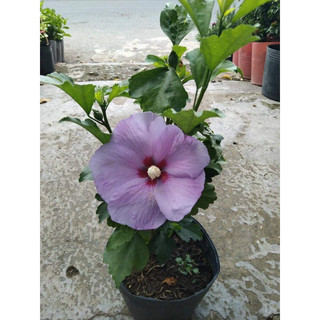 hoa dâm bụt thái