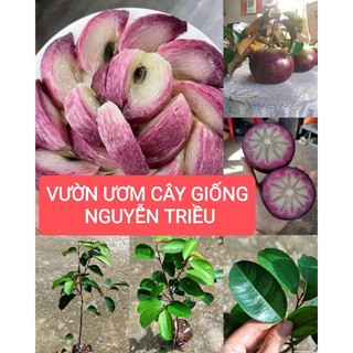 Cây giống vú sữa tím tứ quý mica , vỏ mỏng , không mủ