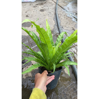 cây ổ phụng