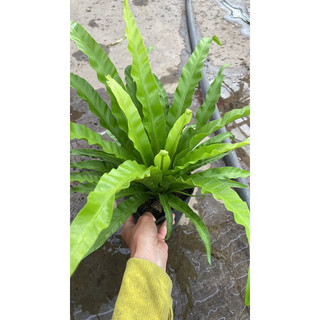 cây ổ phụng