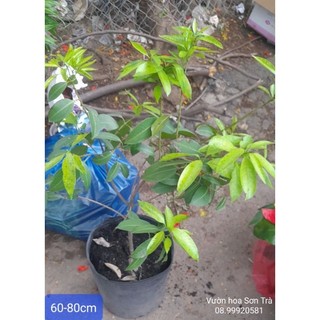 (VHST - GIAO 1-3H) Cây THANH TRÀ cao 60-80cm.